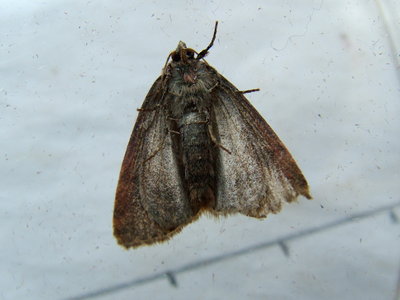 Small Dotted Buff